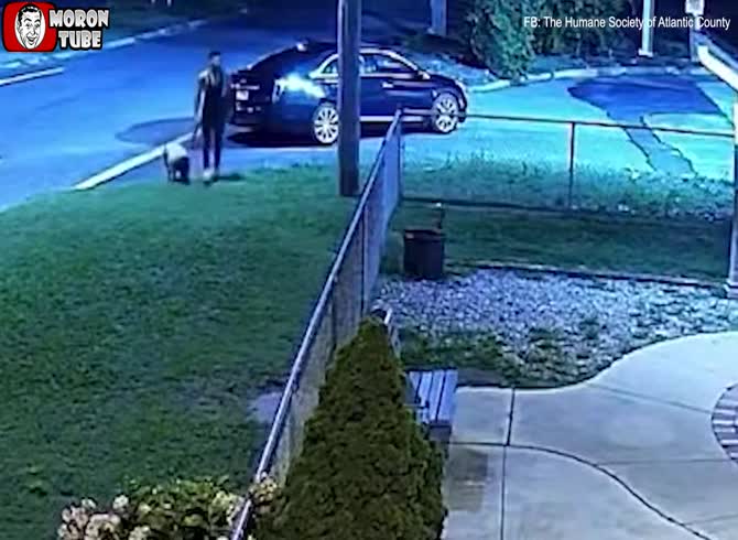 Video: After hurling many pets over the shelter fence, a man is wanted